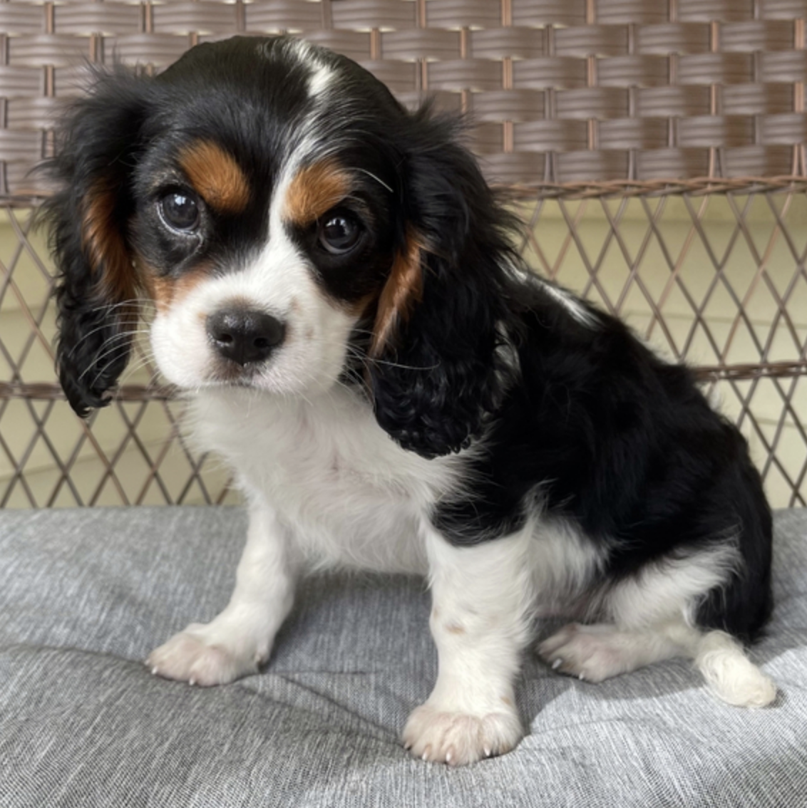 comprar cachorros sanos, baratos y asequibles para la venta